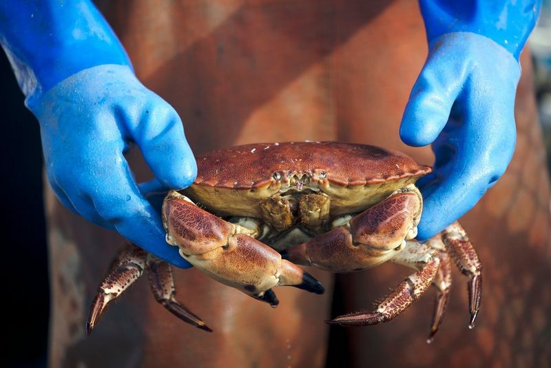 Handen in blauwe rubberen handschoenen houden een net gevangen krab vast.