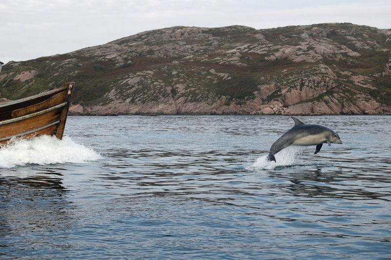 Un delfino salta fuori dall'acqua. Una barca è sul punto di entrare nell'inquadratura.