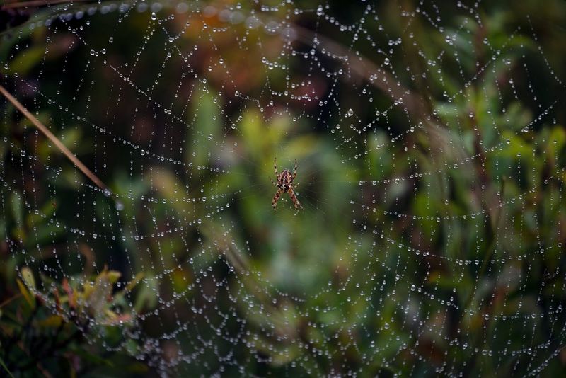 A spider sits in the middle of its web against a dark green and brown background. The lines of the web are covered in tiny dew drops.