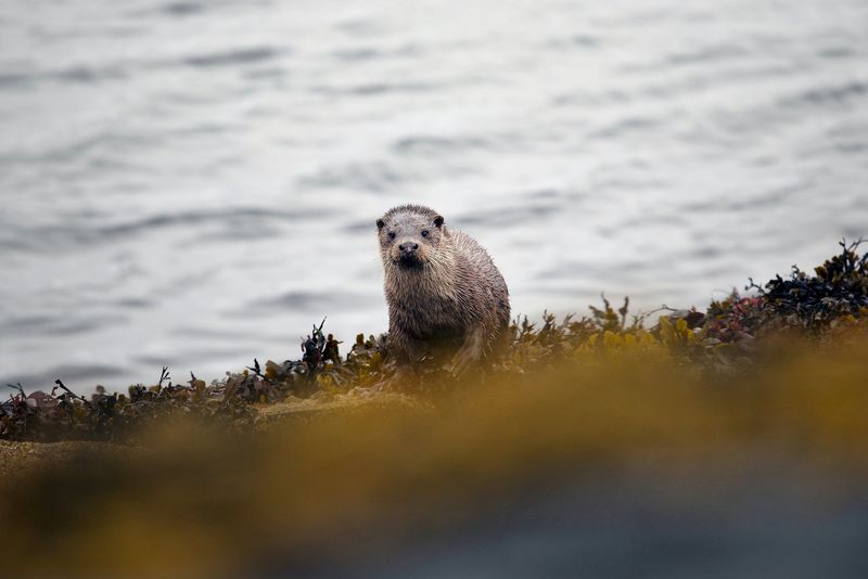 Una lontra emerge dall'acqua, guardando dritto nell'obiettivo.