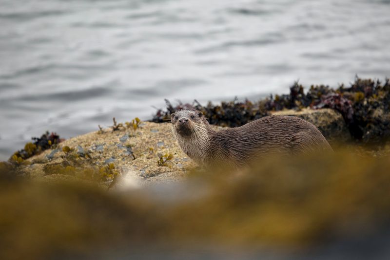 Una lontra sbircia oltre le rocce cosparse di alghe.