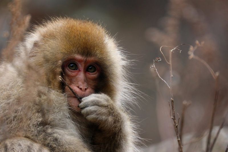 
       
       Messa a fuoco precisa e silenziosa
     
     
