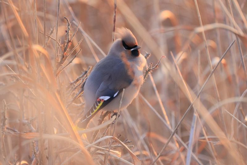 In a photo taken with an 800mm lens, a small Bohemian waxwing is pictured among long grass.