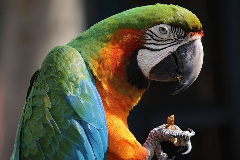 Obiettivo ideale per la fotografia naturalistica