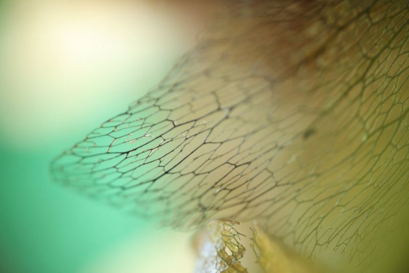 An extreme close-up of a leaf, showing its intricate structure. 
