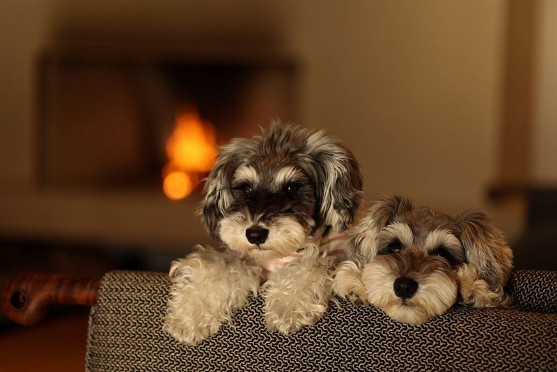 דיוקן של שני כלבים פרוותיים שוכבים על הספה עם אח ברקע. צולם במצלמת EOS R6 and RF 85mm F2 MACRO IS STM.