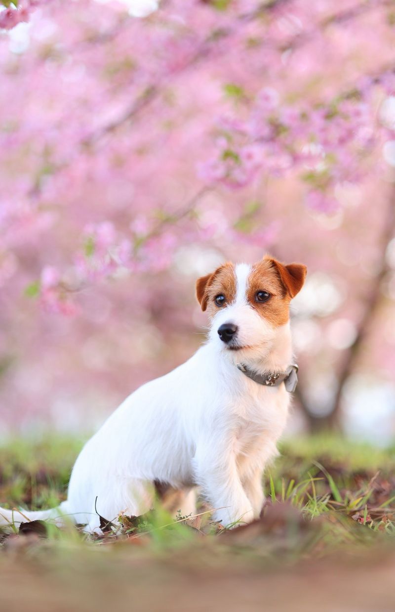 ג'ק ראסל טרייר יושב על דשא על רקע של עצים ורודים מטושטשים. צולם במצלמת EOS R6 and RF 85mm F2 MACRO IS STM.