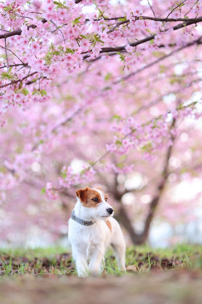  A Jack Russell terrier looks to the right, with a blurred cherry blossom tree in the background, taken with a Canon RF 85mm F2 MACRO IS STM lens. 