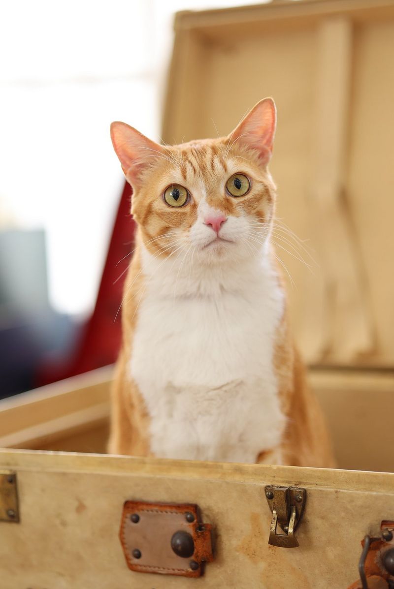 חתול אדום ולבן יושב בארגז עץ ומביט למעלה. צולם במצלמת EOS R6 and RF 85mm F2 MACRO IS STM.