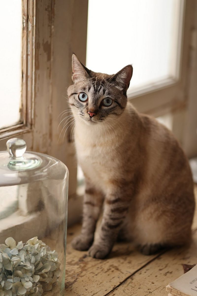 דיוקן של חתול היושב ליד החלון. צולם במצלמת EOS R5 and RF 85mm F2 MACRO IS STM.