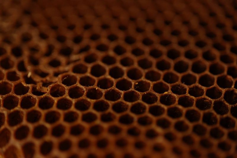 Макрофотография шестиугольных сот пчелиного улья.