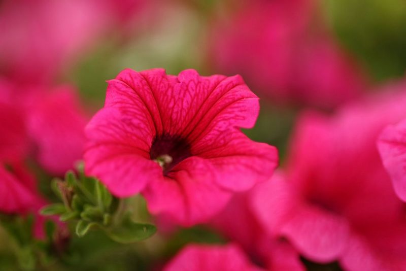 A close-up image of a vibrant pink flower.