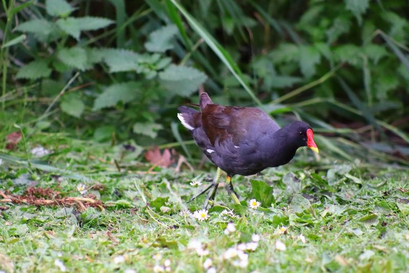 A moorhen walks towards the photographer. Captured using a Canon RF 75-300mm F4-5.6 zoom lens and EOS R100 camera.