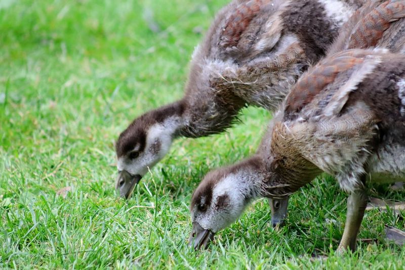 Two young birds walking as they feed on grass, photographed using a Canon EOS R100 camera and Canon RF 75-300mm F4-5.6 lens.
