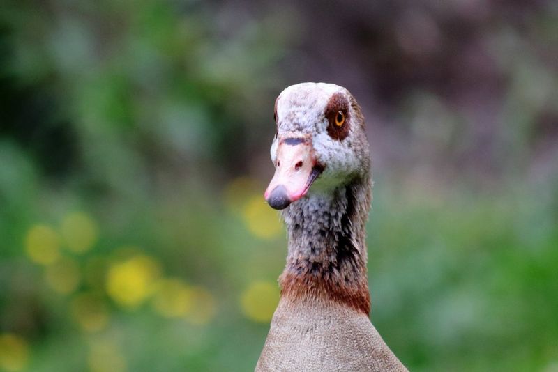 A bird portrait of an Egyptian goose with a soft bokeh background that helps the bird stand out, taken with a Canon RF 75-300mm F4-5.6 lens and EOS R100 camera.