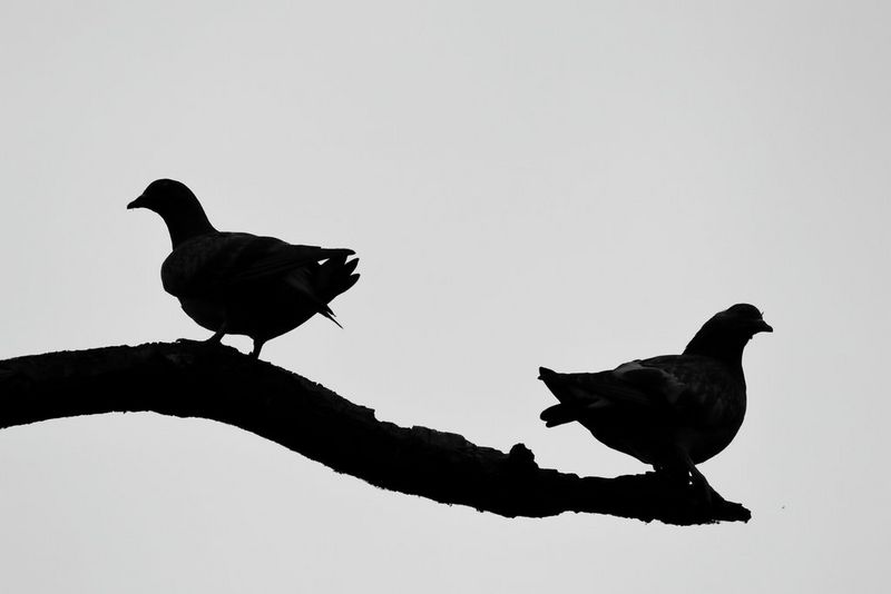 Two silhouetted birds perched on a branch against a bright sky, captured on a Canon EOS R100 and RF 75-300mm F4-5.6 lens.