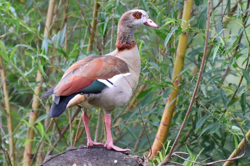 An Egyptian goose photographed against a backdrop of bushes and trees, using a Canon RF 75-300mm F4-5.6 lens and Canon EOS R100 camera.