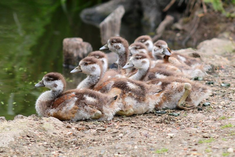 A group of goslings huddled together on the ground near the edge of a body of water, captured with a Canon EOS R100.