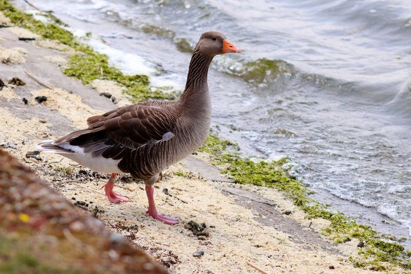A greylag goose photographed walking along the edge of a lake, with small waves behind it.