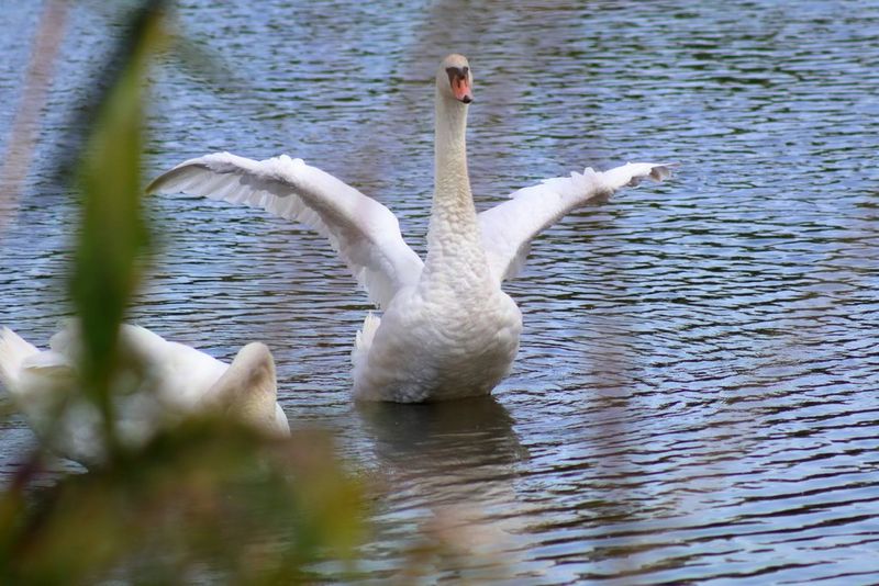 A mute swan raising its wings on a lake, captured through blurred reeds using a Canon RF 75-300mm F4-5.6 lens and Canon EOS R100 camera.