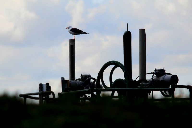 A gull standing on a pole in a wetland landscape, with a cloudy sky in the background, photographed using a Canon RF 75-300mm F4-5.6 lens and Canon EOS R100 camera.