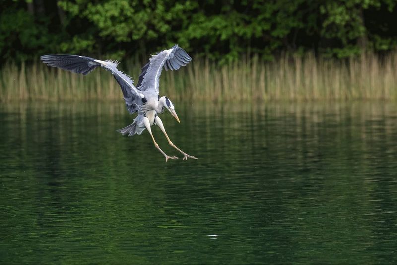 Журавль бросается вниз, чтобы выловить рыбу из воды.
