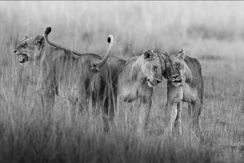 African Safari 2027 – Kenya