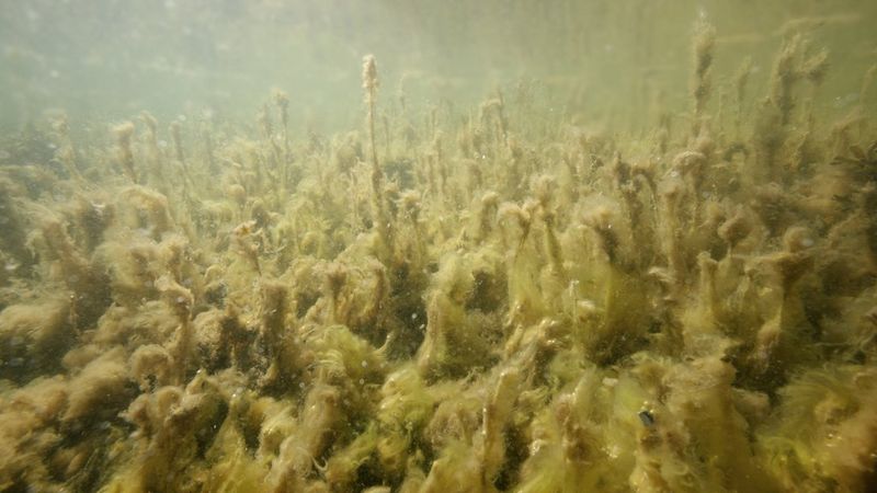 Seagrass suffocating by algae because of eutrophication. Image courtesy of the John Nurminen Foundation