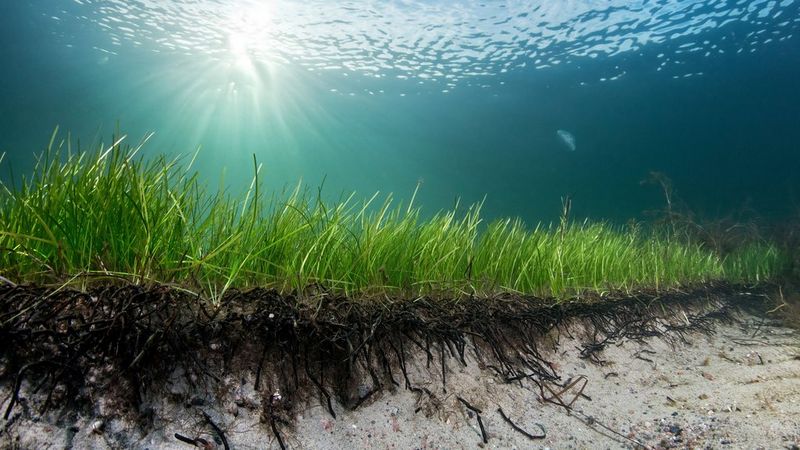Zeegras: Het koraal van de Oostzee