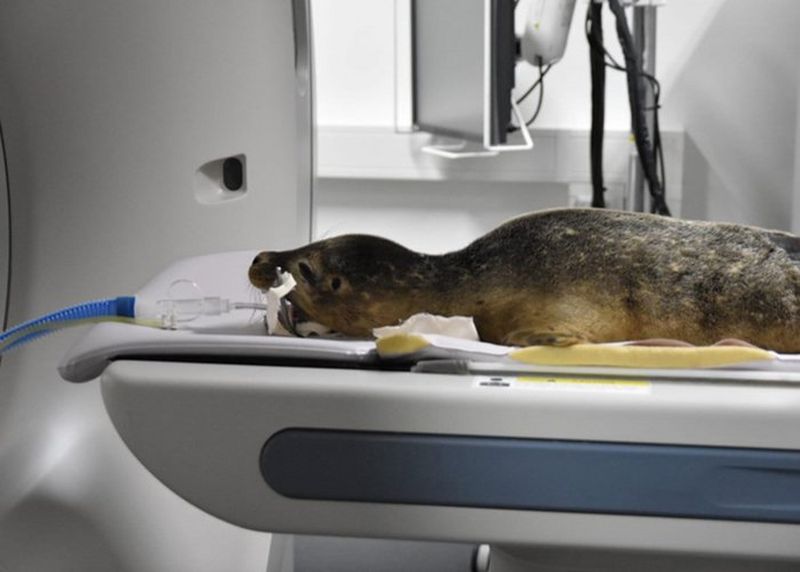 A seal is lying on a medical table inside a CT scan machine. It is connected to a breathing tube and appears to be sedated.