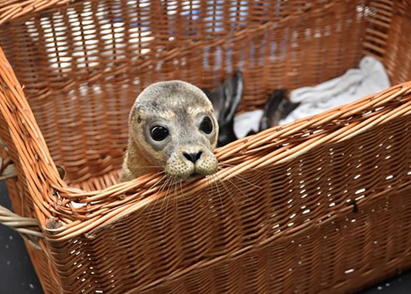 A seal with large, curious eyes peers out of a wicker basket.
