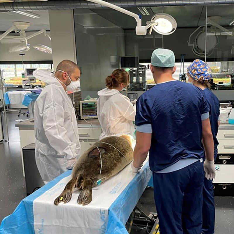A seal lies prone on a medical table surrounded by veterinarians.