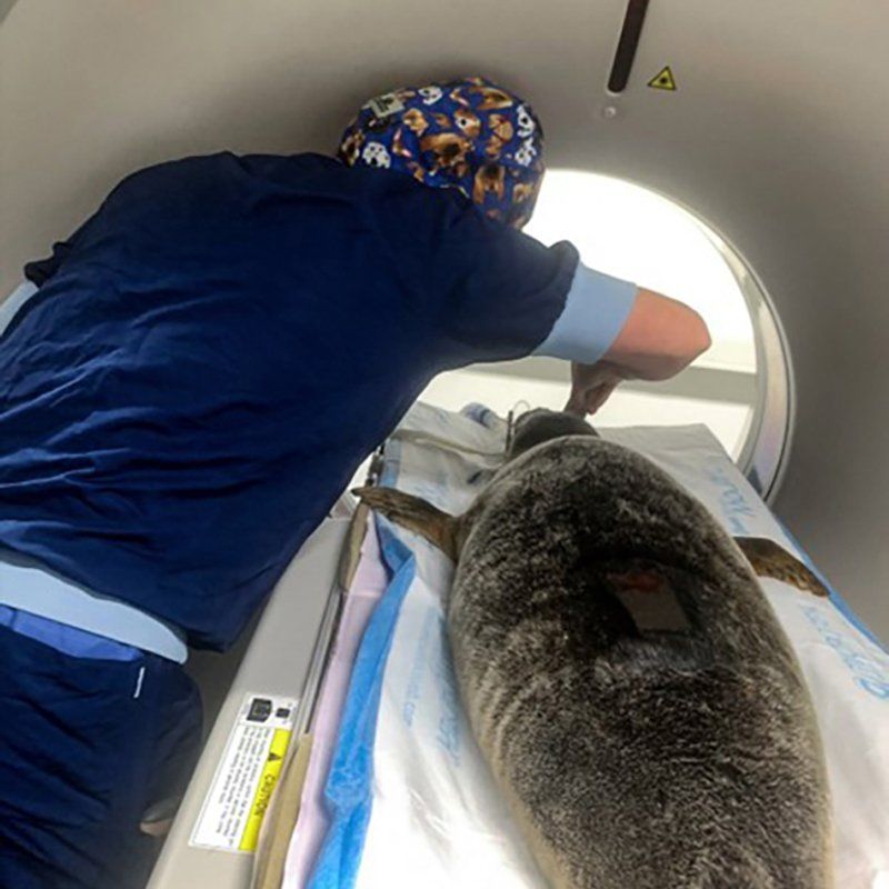 The anaesthetised seal is attended to by a vet as it enters the CT scanner.