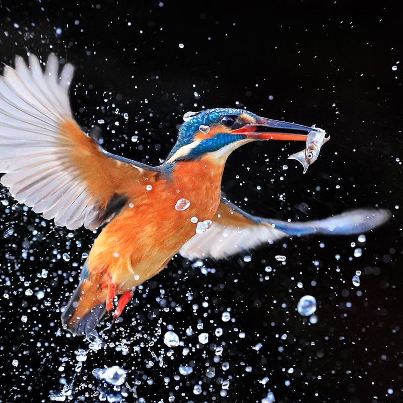 See a wider view 8x to10x binoculars 