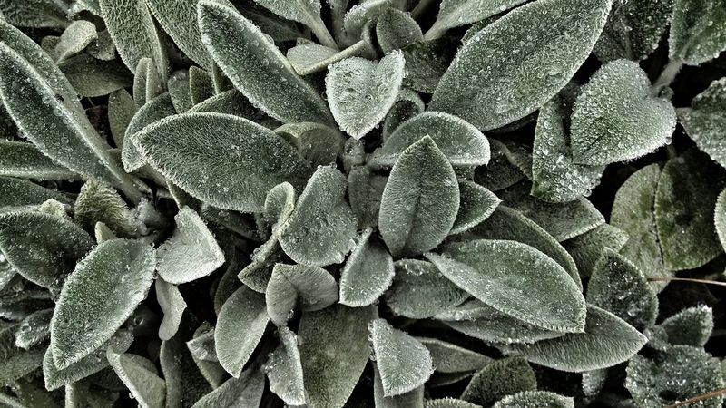 Bezplatná recyklace prázdných tonerových kazet Canon