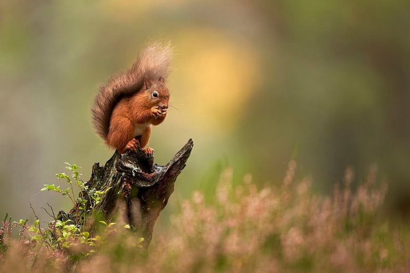 Red Squirrels and Woodland Birds 2-day Workshop