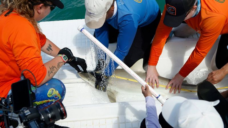 A group of graduate students from the Shark Research and Conservation Program hold the body of a small black fin shark onto the white work-up platform of the boat.  One holds the head and two further on the body and tail. The shark also has a tape measure running from snout to tail. A FINS participant fans a tube that dispenses seawater over the head and body of the shark during the entire work-up process.