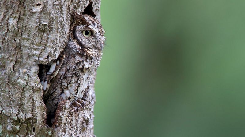 Sustainability competition 4 - Owl in tree