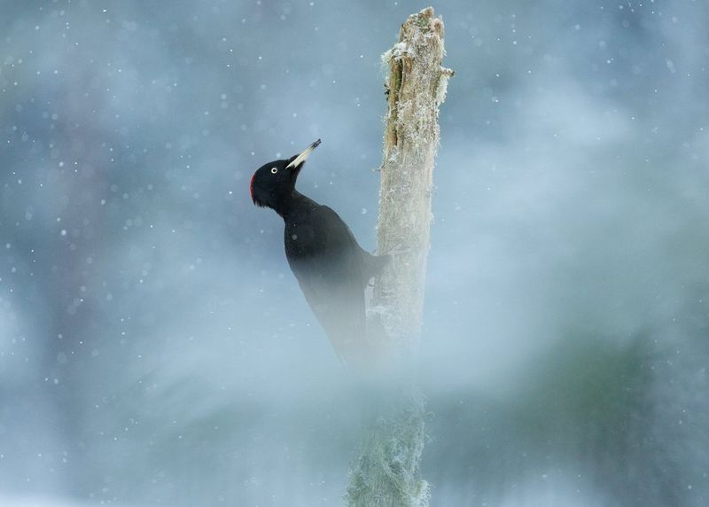Spillkråka som sitter i ett träd