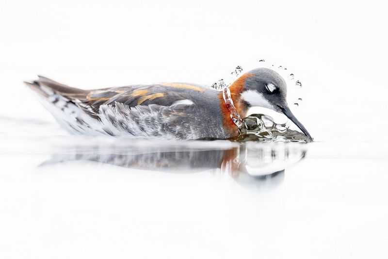 Fuglene, lyset og øyeblikket