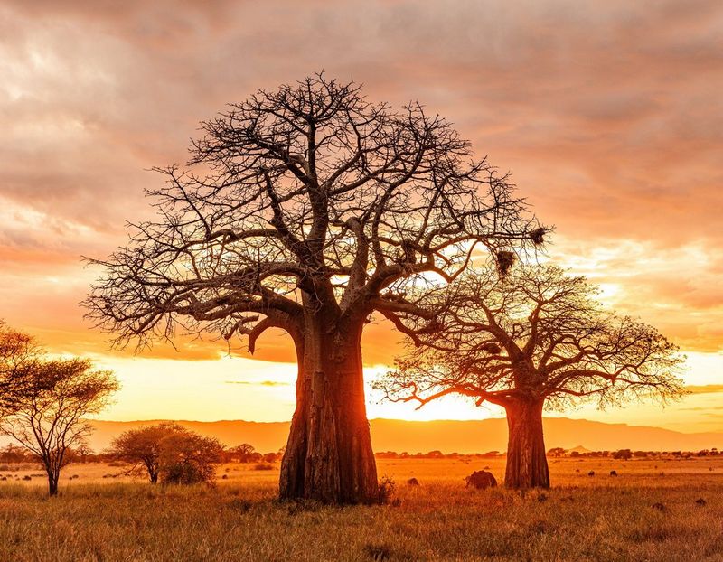 Tarangire Baobabs