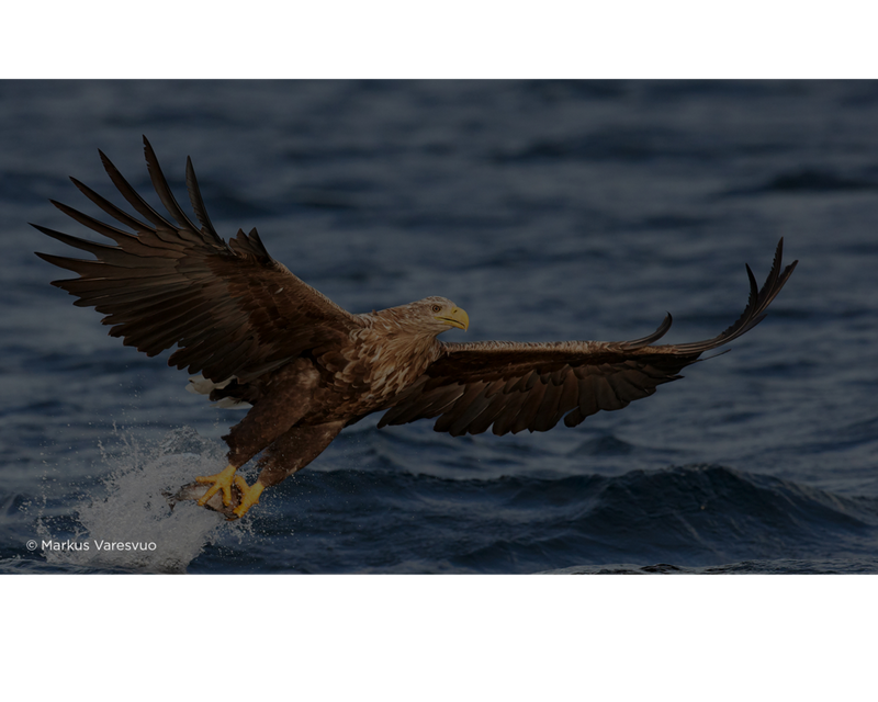 מיקוד מהיר ומדויק