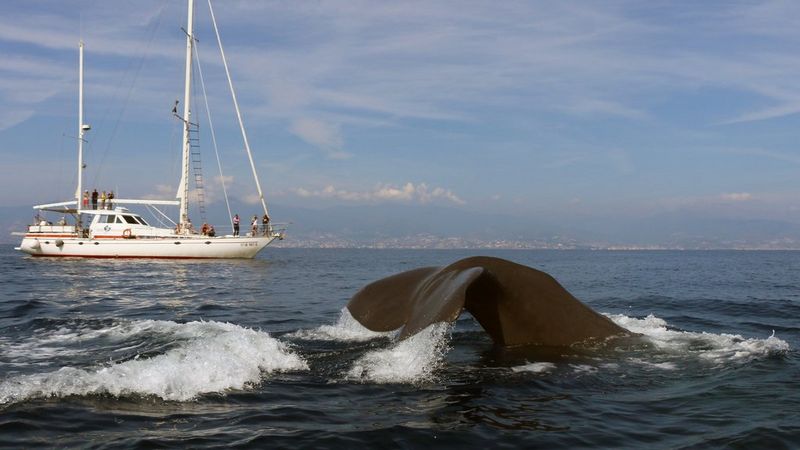 Die Schwanzflosse eines Pottwals ragt aus dem Meerwasser; im Hintergrund liegt ein Segelboot vor Anker.
