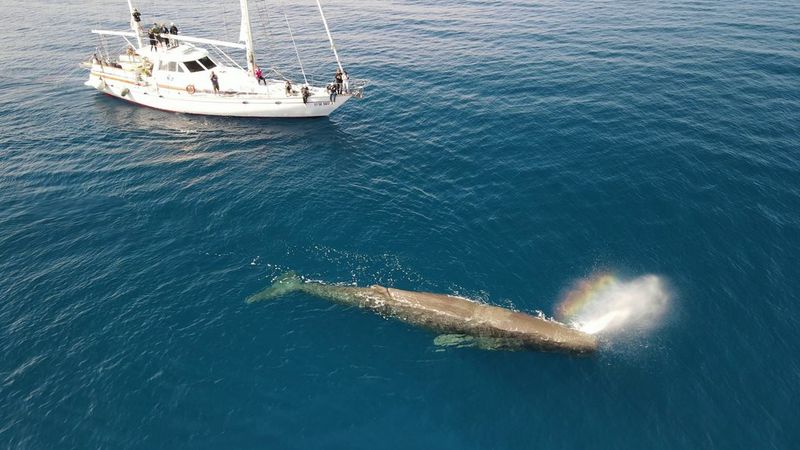 Luftaufnahme eines großen Pottwals, der an die Oberfläche kommt und in der Nähe eines weißen Bootes mit mehreren Forscher:innen einen regenbogenfarbenen Wassernebel ausstößt.