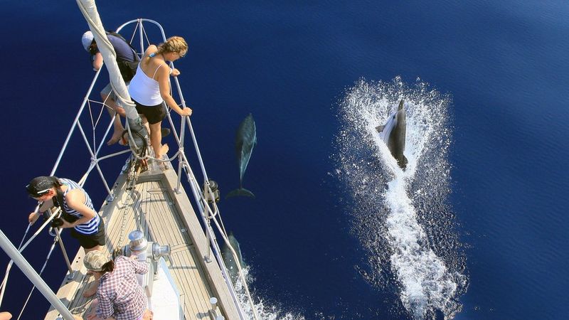 Photographed from above, researchers stand on the bow of a boat watching striped dolphins jump in deep blue water.
