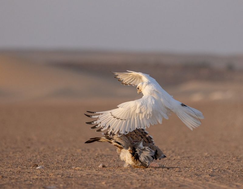 Falcon Waddah’s First Hunt: A Timeless Emirati Tradition