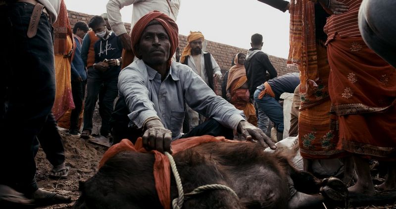 A screen grab from documentary The Gordian Knot featuring a man looking to camera, surrounded by other men, holding a cow in his hands. 