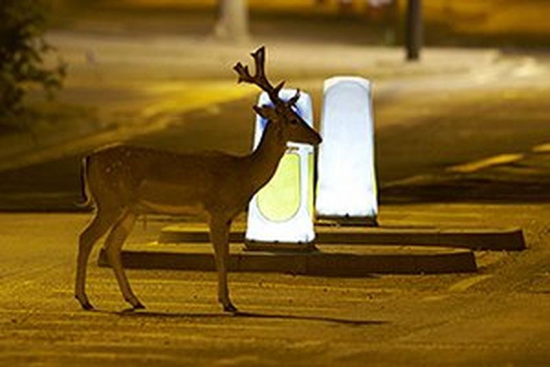 urban deer