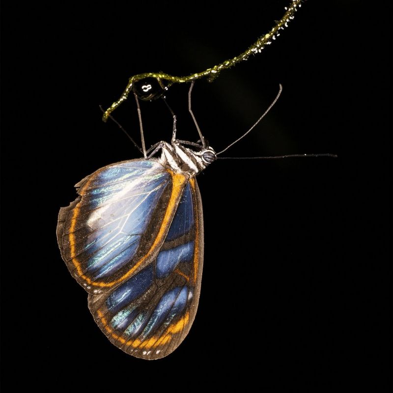 Veronika Souralová - Motýl