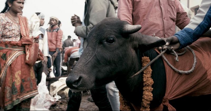 Грант Canon для видеографов - Короткометражное документальное кино